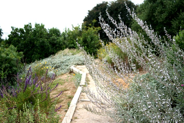 Venue Scouting: Fullerton Arboretum