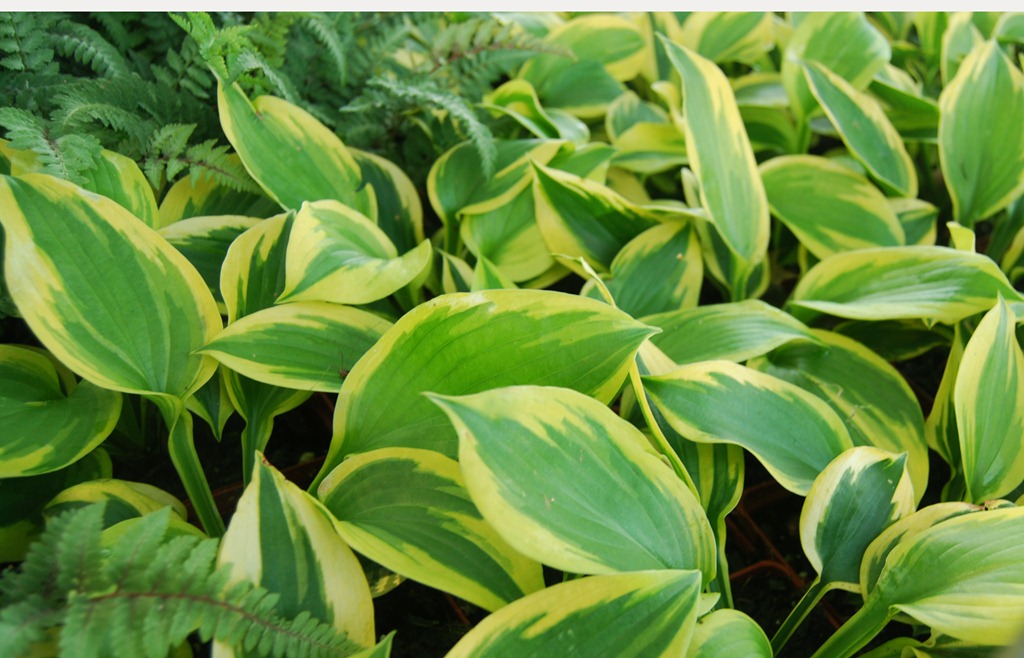 [hosta.jpg]