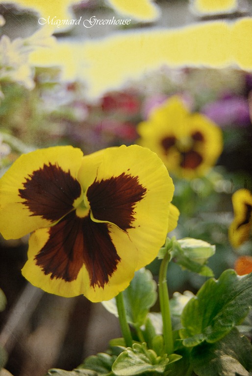 pansies