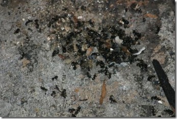 IMG_4702 IMG_4702