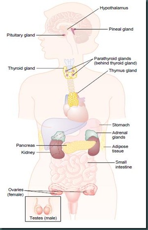 Endokrin2