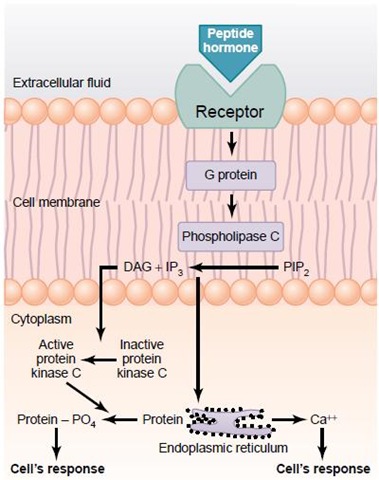 [Fosfatidilinisitol21.jpg]