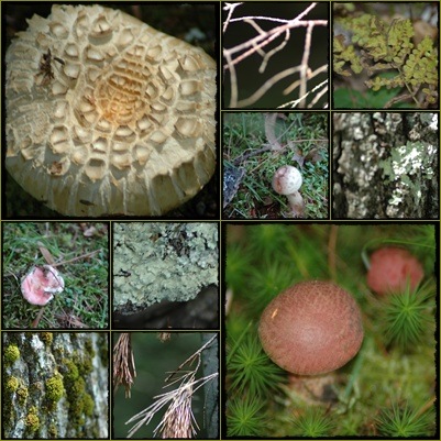 [Mushroommosaic3.jpg]