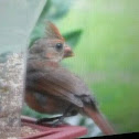 Northern Cardinal (juvenile female)