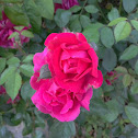 Rosa