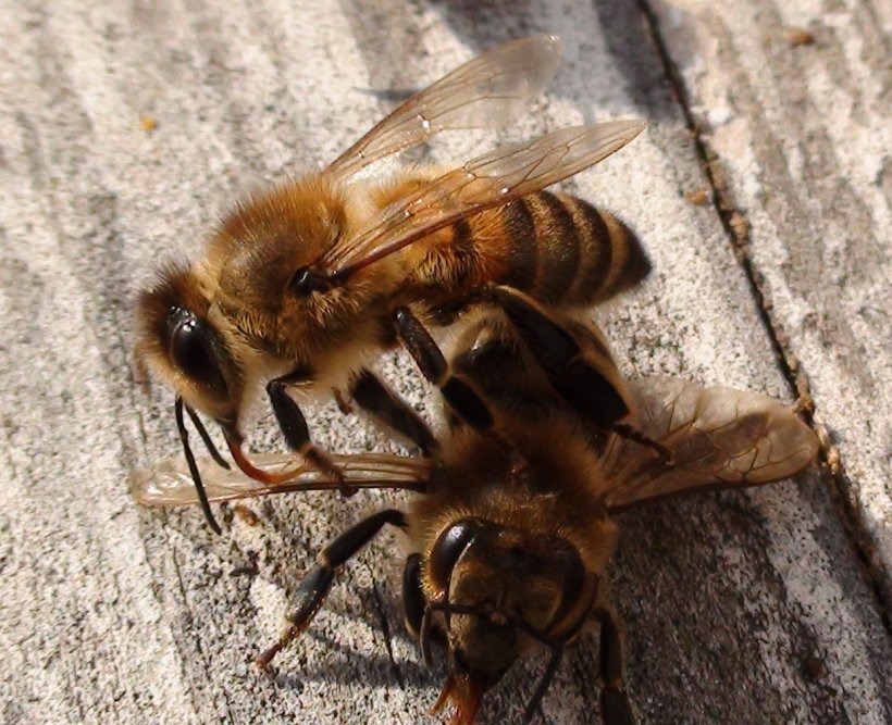 [BEES[2].jpg]