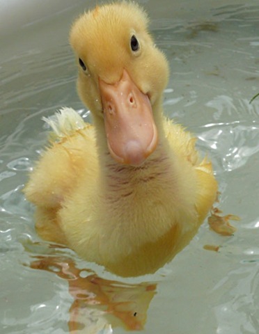 [smiling_duckling[3].jpg]