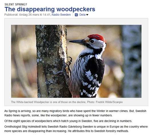 [woodpecker SR-001[4].jpg]