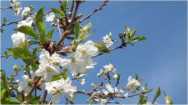 [gallnas-100511-cherry blossom[3].jpg]