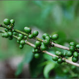 Coffee Workshop