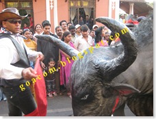 bull fight in Goa