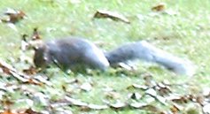 A Squirrel