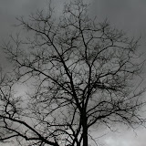 Trees and Sky (3)