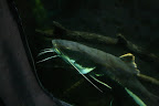 Something Fishie