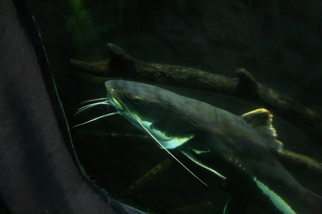 Something Fishie