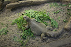 Fat Lizard
