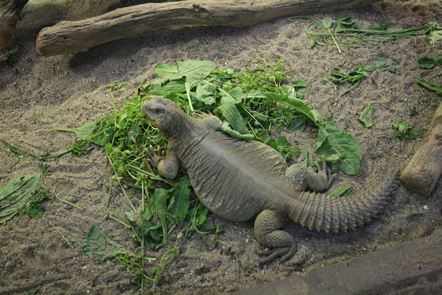 Fat Lizard