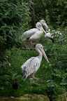 Pelican
