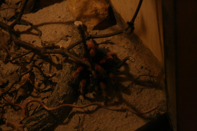 Spider