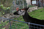 Okapi