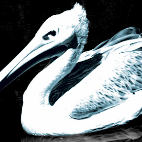 Pelikan