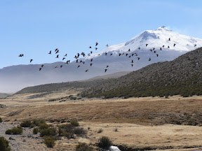 Vicuñas (Chili)