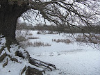 The snow in Epping Forest