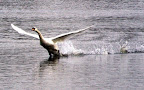 Swans at Fairlop Waters 2