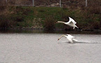 Swans at Fairlop Waters 4