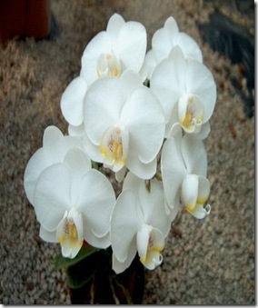 ho diep trang ho diep trang