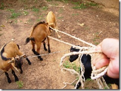 Farming03