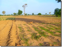 Farming02