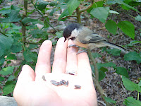 At Elizabeth Morton NWR in Sag Harbor: Black-capped Chickadee eating from Bob's hand