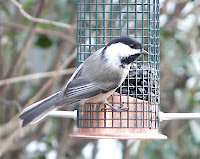 Black-capped Chickadee on the black-oil sunflower seed tube feeder