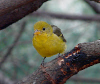 Western Tanager in Central Park, April 3, 2008
