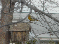 Ariel the Oriole in the yard again on 1/22/10. She finally reappeared after a couple weeks - last seen on 1/4/10.