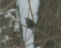 New pair of Rusty Blackbirds in yard 2/27/10. These were much browner than yesterday's bird.