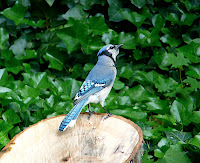 Stunning Blue Jay on a tree stump, 6/15/08