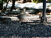 Green-tailed Towhee, Collingswood, NJ, 2/1/09