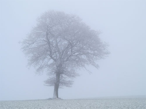 [tree-in-fog[3].jpg]