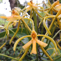 Orchid