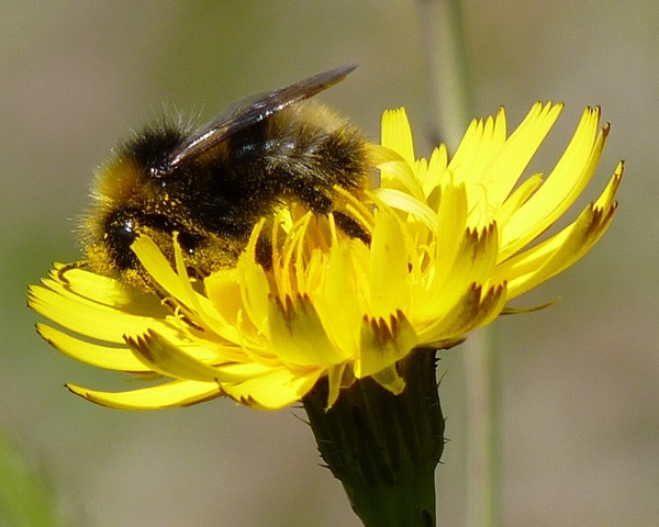 [bumbleandpollen4.jpg]