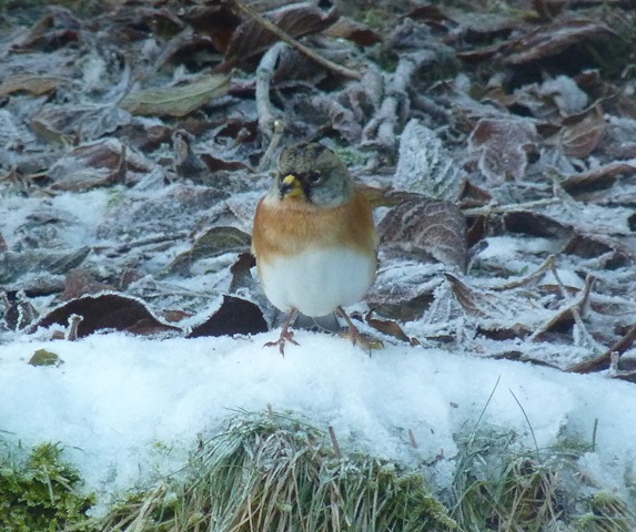 [brambling[4].jpg]
