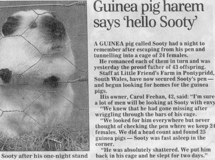 http://lh4.ggpht.com/_rBUtDrr8MTc/Slh6lsnF1QI/AAAAAAAABZ0/kYekQl7kyzU/s800/sooty_the_guinea_pig.jpg