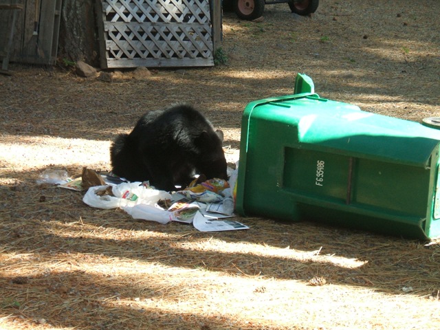 [10Oct_Backyardbear0027.jpg]