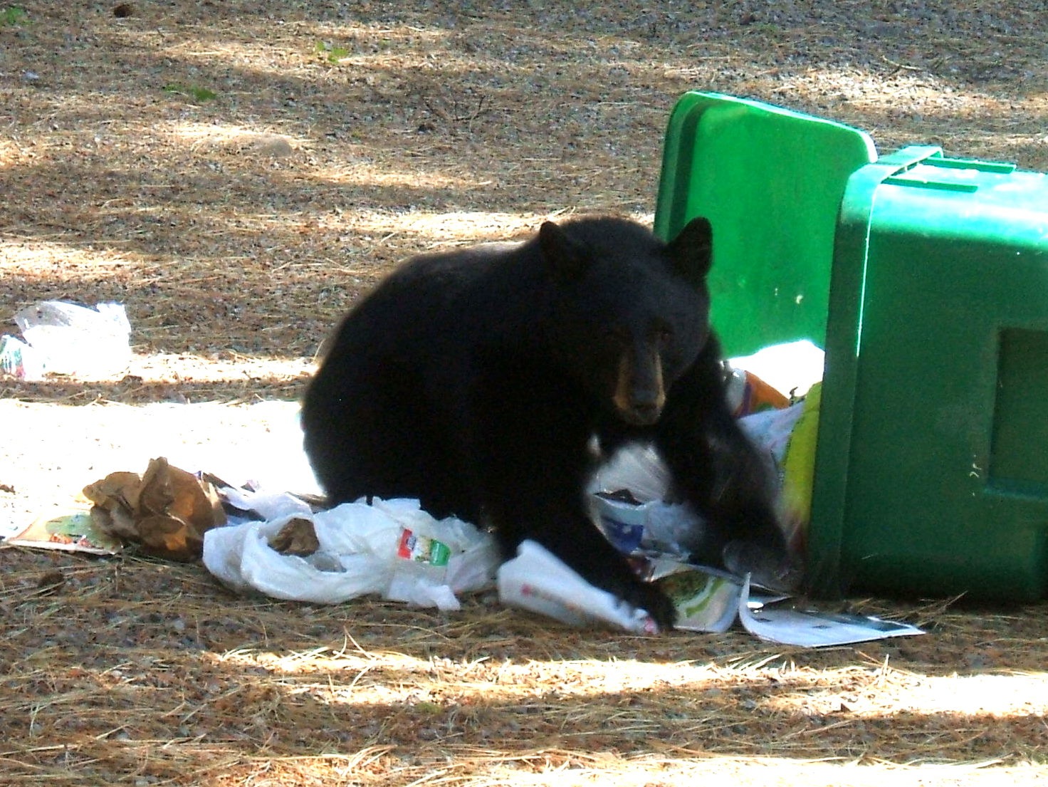 [10Oct_Backyardbear00110.jpg]