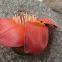 Bombax ceiba
