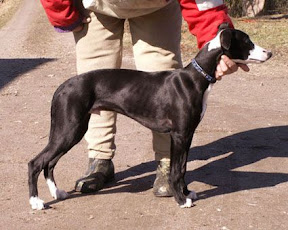 Hugo-4m.jpg