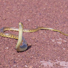 Yello-spotted Keelback