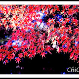 嵐峽11-29-08Ru-Chi5276228853870615010